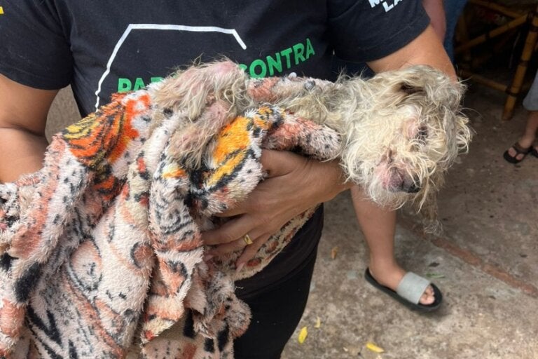 Cão debilitado é resgatado após denúncia de maus-tratos no Parque 1º de Maio, em Umuarama.