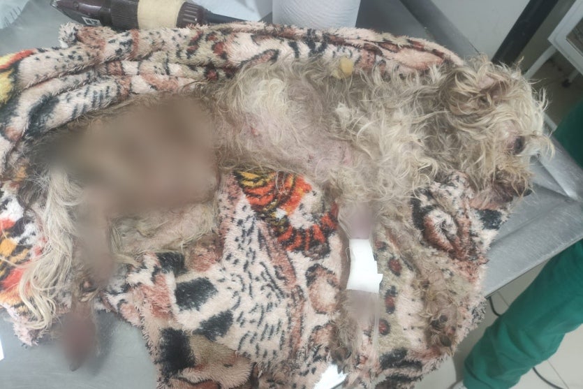 Cão debilitado é resgatado após denúncia de maus-tratos no Parque 1º de Maio, em Umuarama.