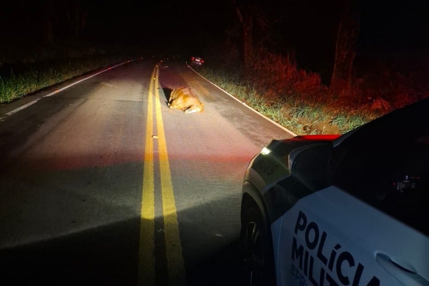 Foto do cavalo atropelado pelo motorista na PR-498.