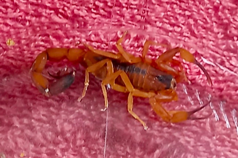 Foto de um escorpião amarelo.