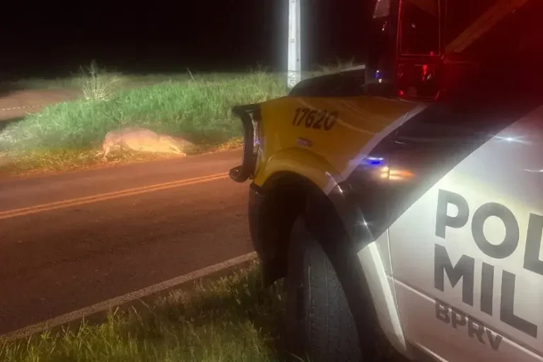 Motorista morre após atropelar boi na PR-555 em Nova Esperança