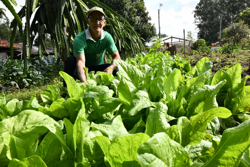 Produtor ao lado de uma plantação de alface.