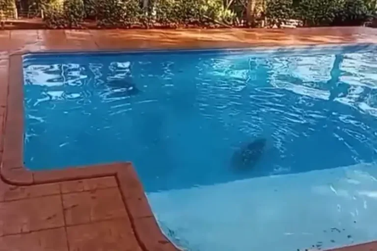 Capivaras trocam rio por piscina e viram atração em chácara no Paraná; veja o vídeo