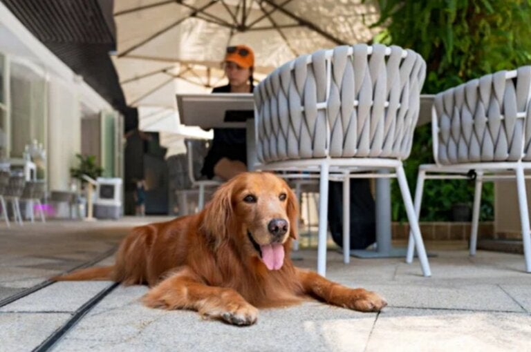 Deputados aprovam regras para funcionamento de espaços ‘pet friendly’ no Paraná