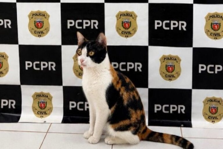 Gata usada como apoio emocional é recuperada e faz pose na delegacia