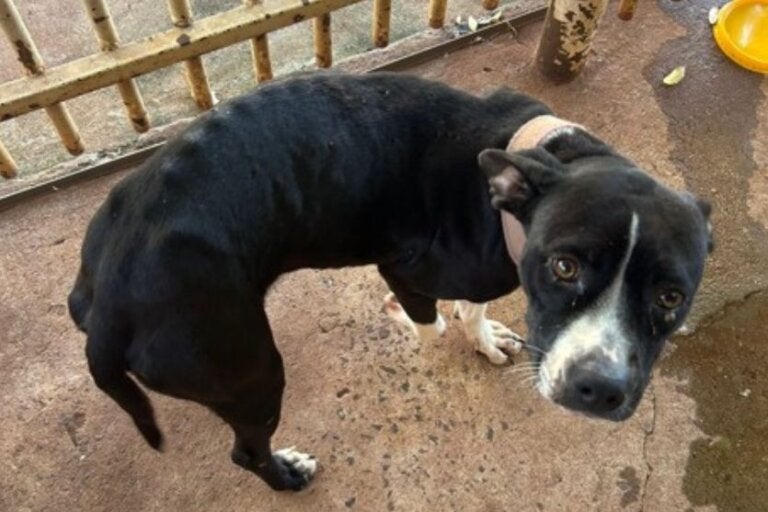 Cão em estado de desnutrição é resgatado após denúncia anônima em Ivaté