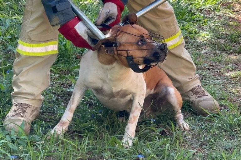 Cão vira ‘terror da rua’ e mobiliza polícia após ataque a idosa em Umuarama; vídeo