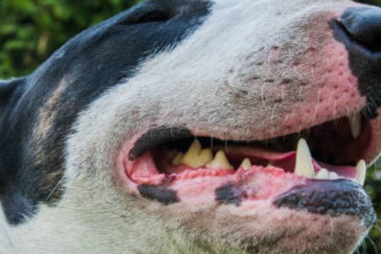 Mulher fica ferida após ataque de cão da raça Bull Terrier no centro de Douradina