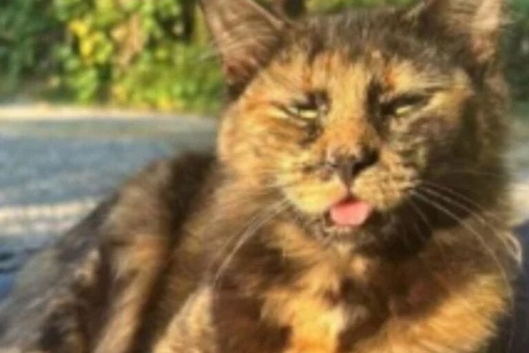 Gata morre após ser atingida por 27 tiros de espingarda de pressão