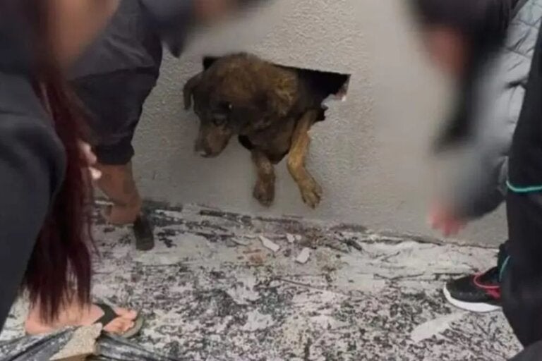 Cadela desaparecida é encontrada presa dentro de parede de concreto em obra