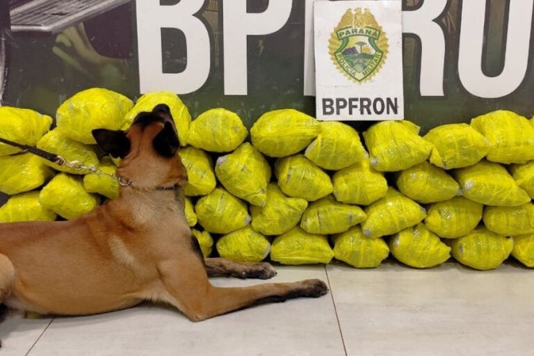 Cão farejador encontra maconha em ônibus interestadual em Umuarama; vídeo