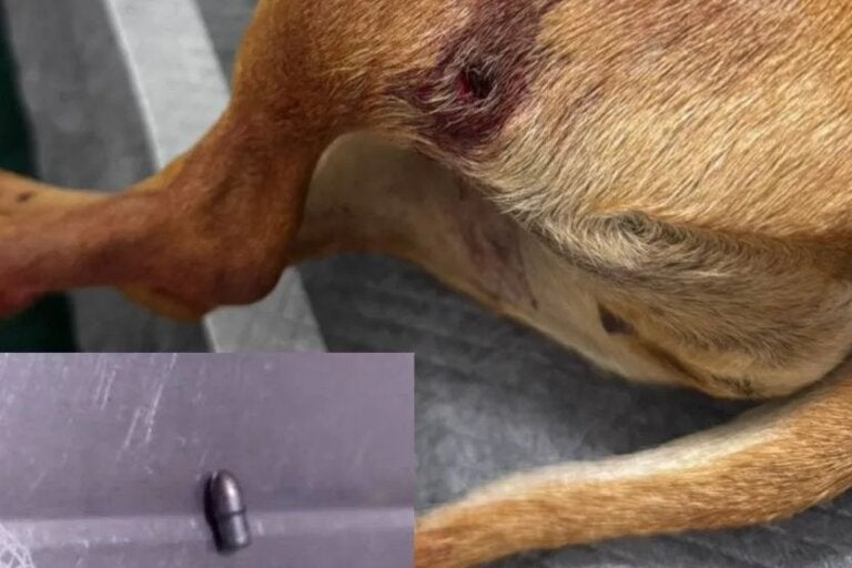 Cachorrinha é baleada em propriedade rural e caso revolta família no Paraná