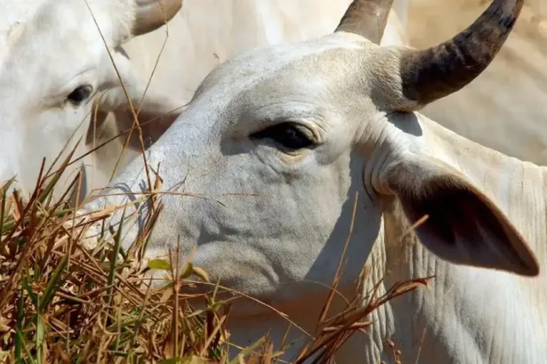 Foto de um gado se alimentando.