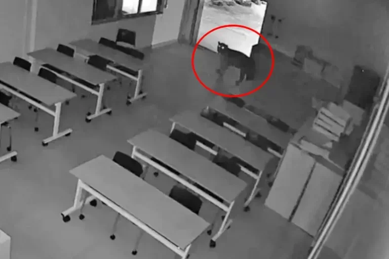 Novo vídeo flagra onça-pintada em refeitório de empresa de Mandaguari; confira