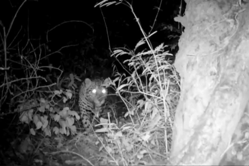 Imagem noturna da onça pintada vagando por uma área de mata em Mandaguari.