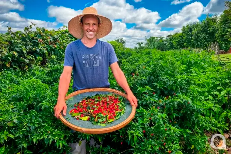 Produtor de Umuarama aposta em cultivo de pimenta e descobre novo caminho no campo