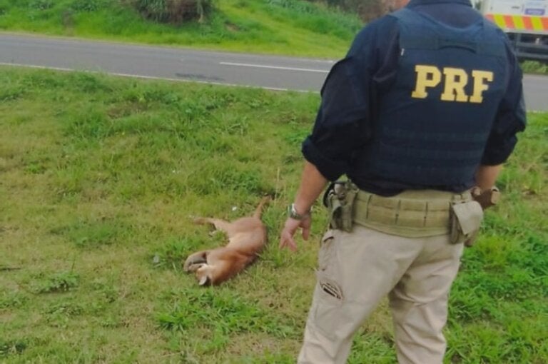 Equipes resgatam onça-parda atropelada na BR-376, mas ela não sobrevive; com vídeo
