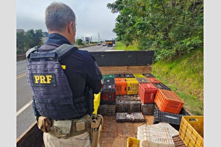 PRF prende morador de Altônia transportando quase 1 tonelada de maconha em caminhão