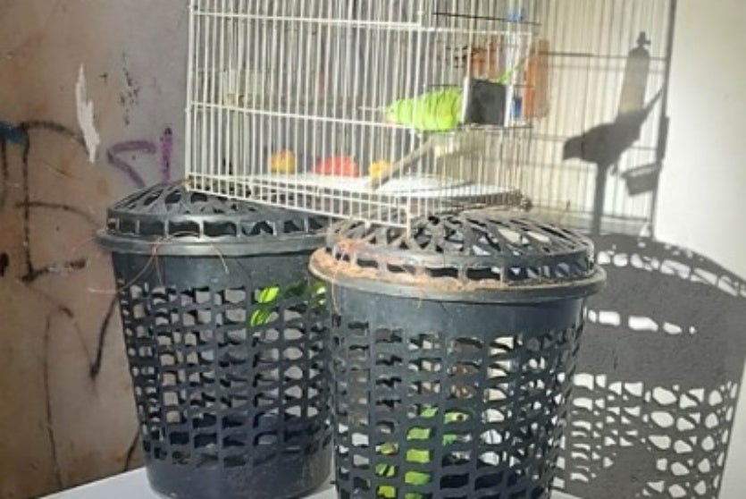 Aves em gaiolas e cestos de roupas, posteriormente apreendidas.