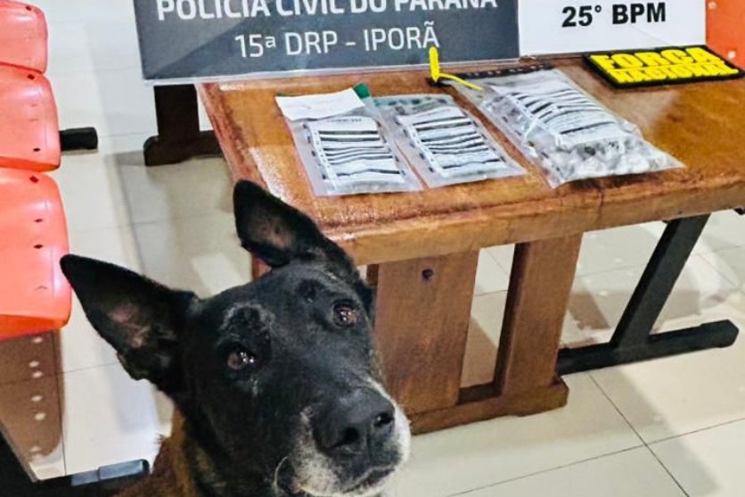 Cão de faro ao lado de drogas apreendidas em Francisco Alves.