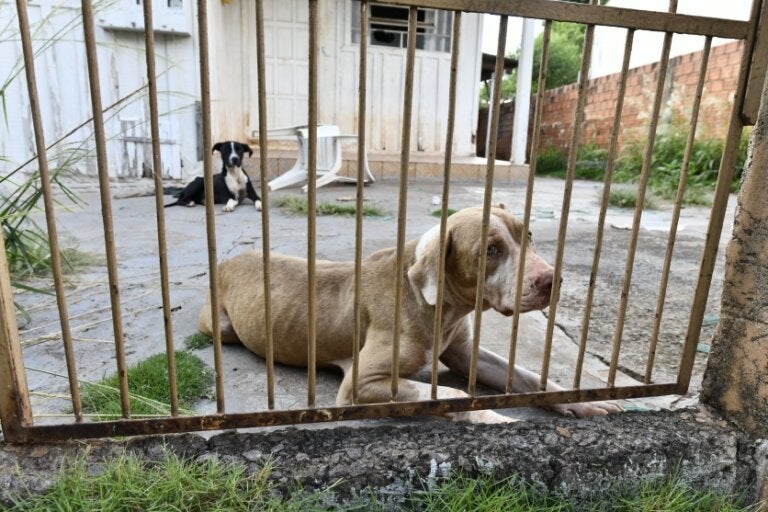 Cachorro dentro de quintal.