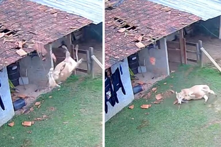 Imagens do vídeo em que uma vaca cau do telhado de uma casa.