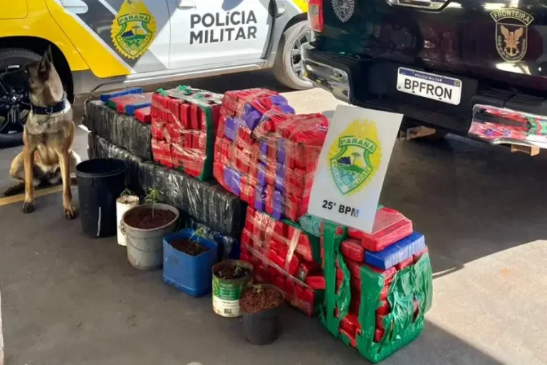 Em menos de 12 horas, PM apreende quase meia tonelada de maconha no noroeste