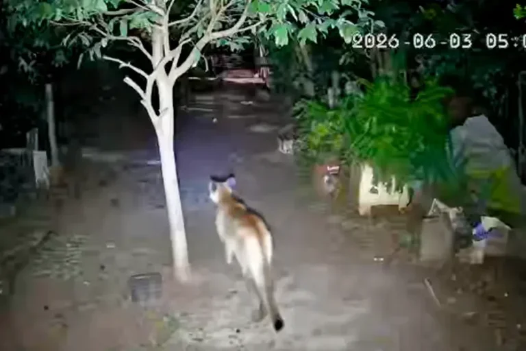 Câmera flagra onça-parda no quintal de propriedade rural em Umuarama