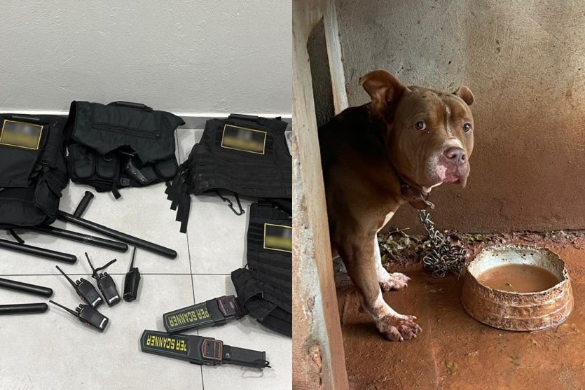 Equipamentos apreendidos e Pitbull resgatado de empresa de segurança clandestina em Tapejara.