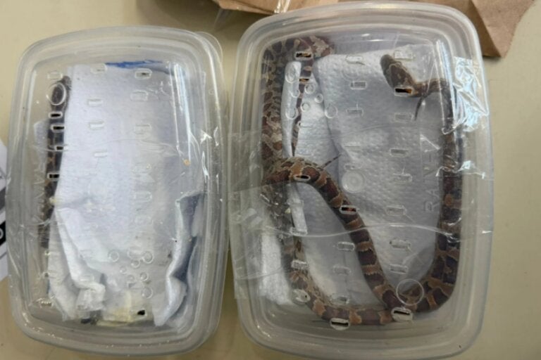 Cobras dentro de encomendas recebidas em Cambé.