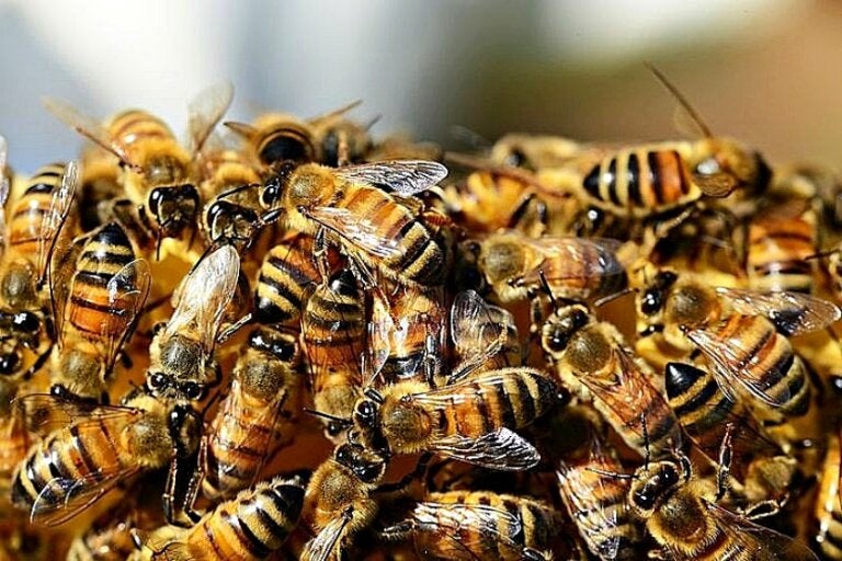 Empresas de Tapejara pagarão R$ 100 mil para reparar danos após mortandade de abelhas