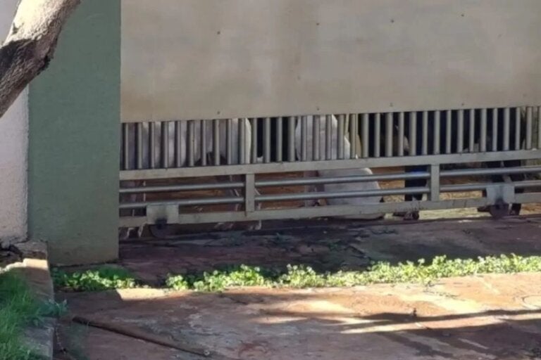 Idosa é atacada por mais de dez cães dentro de casa e fica em estado grave