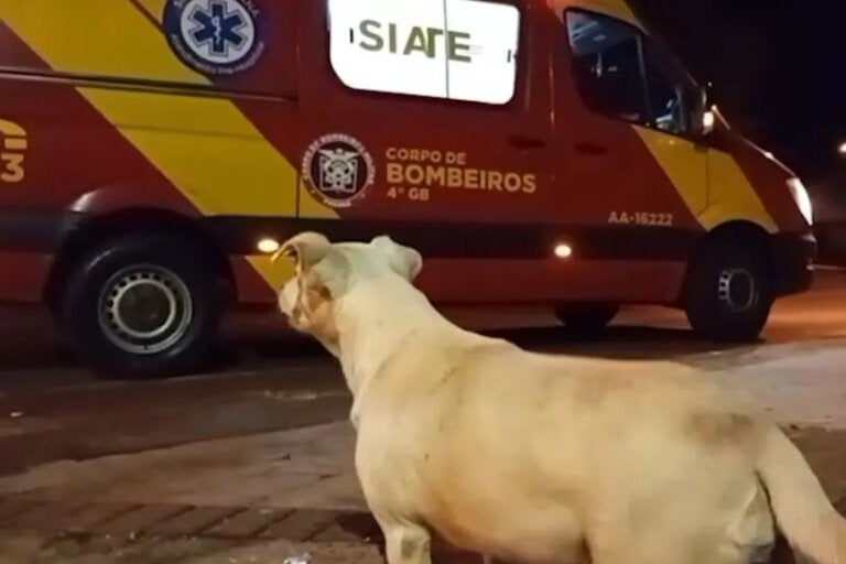 Cadela tenta seguir dona ferida até ambulância e cena comove; veja o vídeo