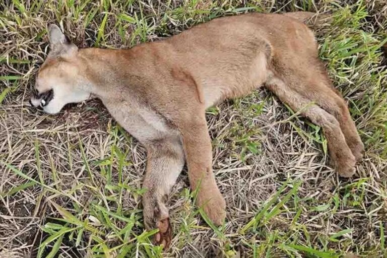 Onça-parda é encontrada morta às margens da rodovia da PR-453; suspeita é de atropelamento