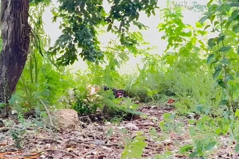Brutalidade: adolescente de 14 anos é encontrada morta em área de mata no PR