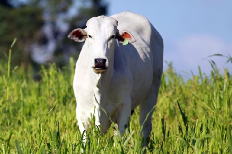 Após prejuízos em lavoura, agricultor procura a PM e denuncia invasão de gado
