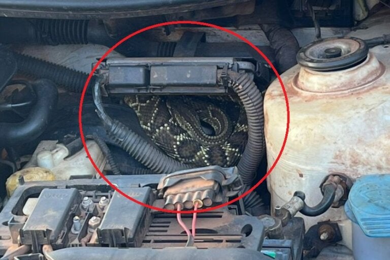 75 cv sob o capô e uma cascavel de carona: cobra é encontrada em motor de carro; vídeo