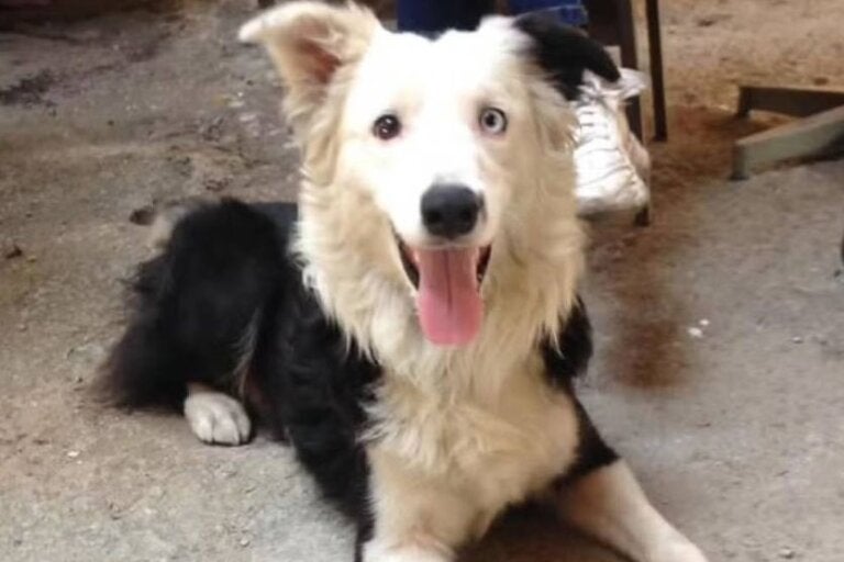 Cão resgatado de maus-tratos ajuda a encontrar 12 sobreviventes após terremoto na Venezuela