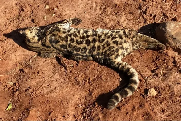 Filhote de jaguatirica é encontrado morto às margens de estrada em Cianorte