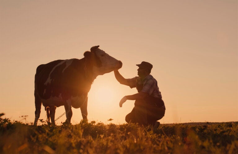 Com programação diversificada, 1ª Milk Fest será destaque nos 71 anos de Umuarama