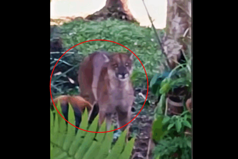 Onça-parda aparece em quintal de casa e é espantada por cães; com vídeo