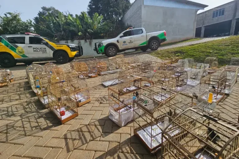 Operação Voo Livre apreende 95 aves e aplica mais de R$ 400 mil em multas no Paraná