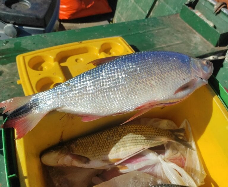 Pescador é preso com espécie ameaçada e excesso de pescado em área de proteção