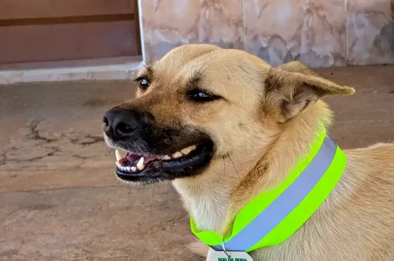 Projeto propõe coleiras refletivas para cães de rua como medida de segurança no Paraná