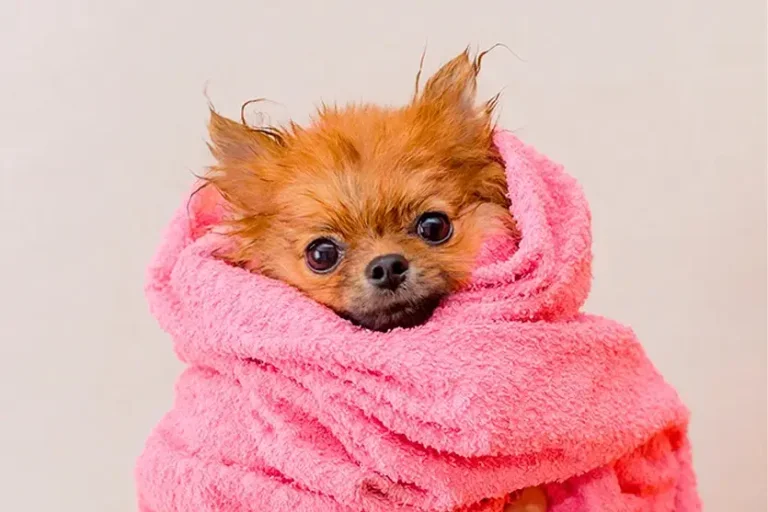 Promoção Imperdível: Porteira Aberta oferece banho pro seu pet a partir de R$ 40