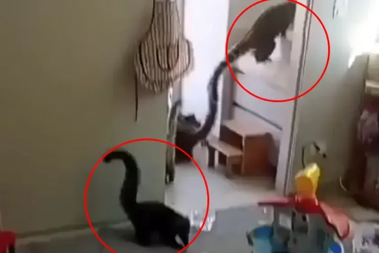 Missão comida: quatis invadem residência e promovem operação pente-fino; vídeo