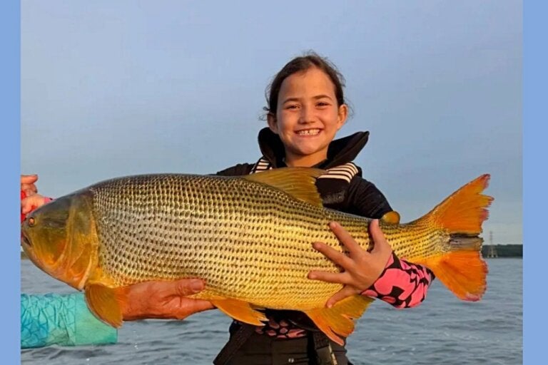 Menina de 7 anos quebra recorde nacional ao pescar dourado gigante no Rio Paraná; vídeo