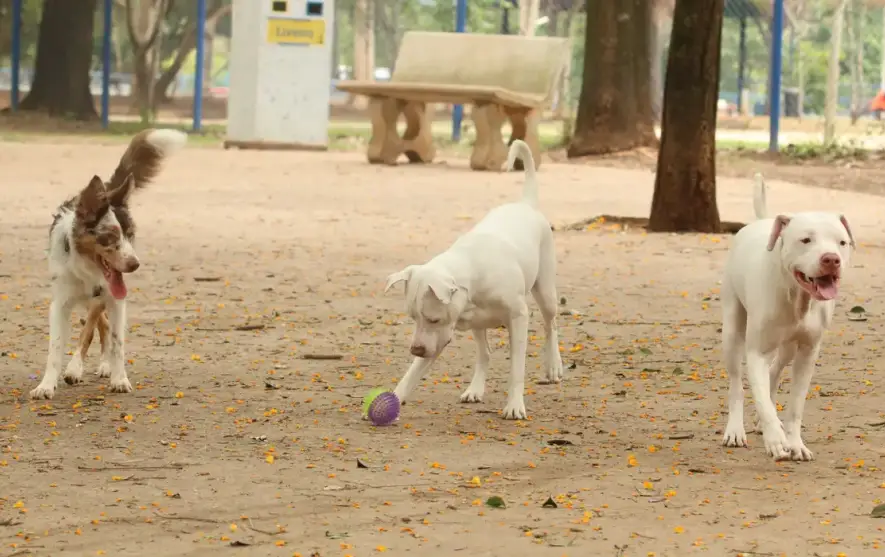 Cães brincando em um quintal de terra.
