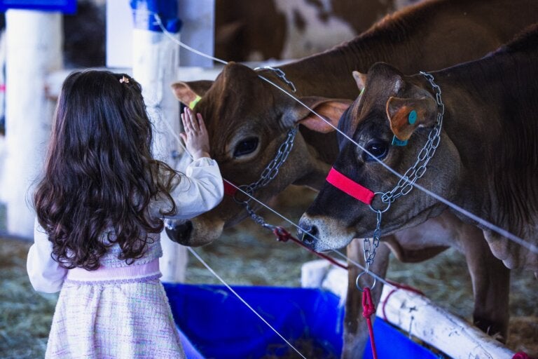 Milk Fest segue até domingo em Umuarama com ampla programação para o público