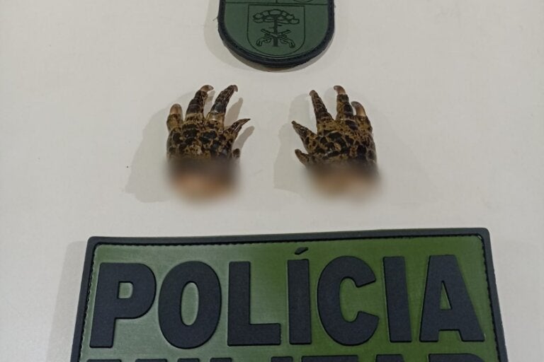 Foto de pés de jacaré apreendidos pela polícia.